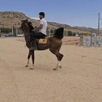 این اسب فروشی نیست جهت معرفی