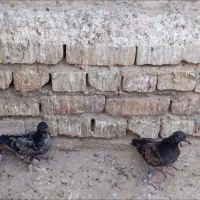چند تا کبوتر و جوجه کبوتر اصل