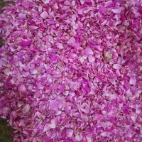 گل محمدی