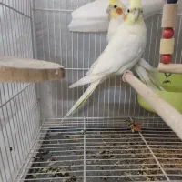 عروس هلندی دستی (جفت) قیمت مناسب