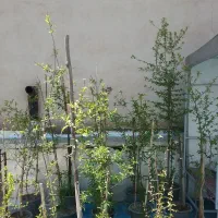 نهال میوه|گل و گیاه طبیعی|تهران, نیروی دریایی|دیوار