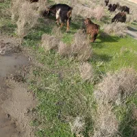 بز و بزغاله