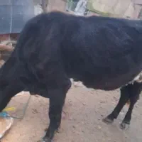 گاو دورگ  محلی پنج ماه آبستن