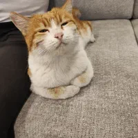 گربه|گربه|یزد, |دیوار