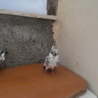 جفت کفتر چیل