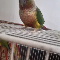 میز و گیرینچیک|میز و صندلی غذاخوری|مشهد, بهمن|دیوار