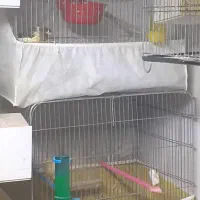 پرنده|پرنده|قزوین, |دیوار