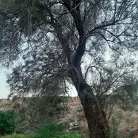 قطع درخت و نخل در سراسر استان