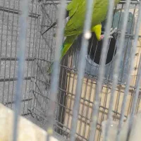 فروش تعداد طوطی|پرنده|پارسیان, |دیوار