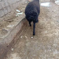 بره نر دشتی