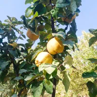 فروش میوه به درجه یک|عمدهفروشی|سپیدان, |دیوار