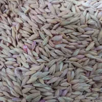 جو وگندم فروش|لوازم جانبی حیوانات|دالاهو, |دیوار