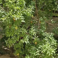 آپارتمان ۴۷متری حیاط در اختیار