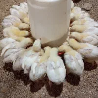 جوجه گوشتی واکسن خورده