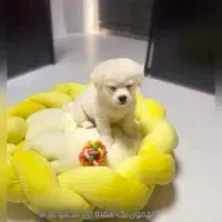 واگذاری سگ پامر اشتیپز