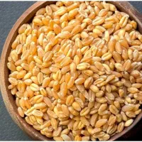 فروش گندم شیبان