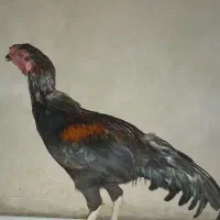 چابهاری