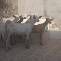 8عدد بز نقشی صلاله مخصوص داشت آبستن دوقلو زا|حیوانات مزرعه|بندرعباس, |دیوار