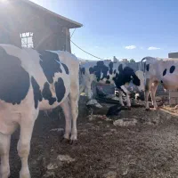 گوساله نر پروار