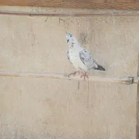 کفتر پرشی|پرنده|تهران, ائمه اطهار|دیوار
