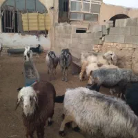 فروش ،کهره ،میش داشتی ،قوچ ،بز وغیره