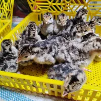 جوجه بوقلمون اقساطی و مشارکتی