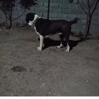 سگ گلهای گله دوست