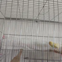 ماده قناری|لوازم جانبی حیوانات|سیرجان, |دیوار