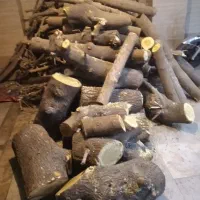 هرس درخت شمشاد خدمات باغبانی آذری|خدمات باغبانی و درختکاری|تهران, صادقیه|دیوار