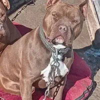 پیتبول برای کشش