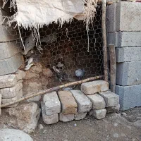 کبوتر  سرور و شهری