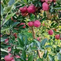 به تعدادی خانم برای چیدن و سورت سیب نیازمندیم