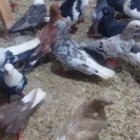 کبوتر همه پرشی سله امید