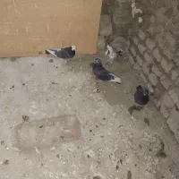 سالم بشرت پرشت|پرنده|دورود, |دیوار