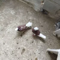 جفت شازده قرمز کاکولی