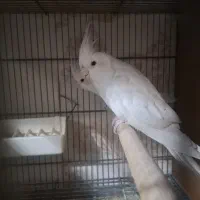 عروس هلندی|پرنده|پاکدشت, پاکدشت (مامازند)|دیوار