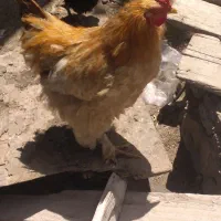 خروس تزیینی