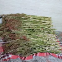 جارو باکیفیت
