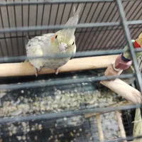 جوجه مرغ عروس|پرنده|آران و بیدگل, |دیوار