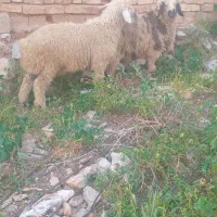 دوراس بره نر