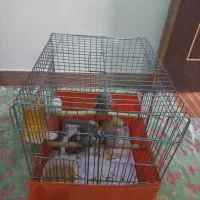 فروشی|پرنده|نسیم‌شهر, |دیوار