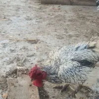خروس سیپرایت