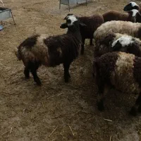 فروش بره نر