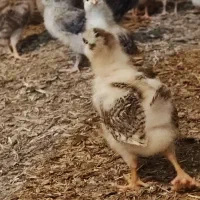 جوجه محلی سالم و سرحال ۲۰ روزه