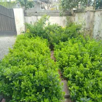 فروش  شمشاد طلایی و پرتقالی قلمه ای