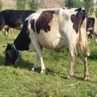 گاو‌ گوساله نر