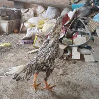 خروس‌لاری|حیوانات مزرعه|شاهین‌شهر, مسکن مهر|دیوار