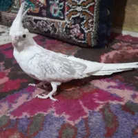 عروس هلندی لوتینو البینو دوکت اهویی گلباقالی|پرنده|مشهد, انصار|دیوار