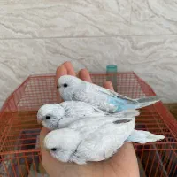 مرغ عشق|پرنده|بهبهان, |دیوار