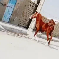 اهواز